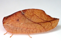 Drepanepteryx phalaenoides